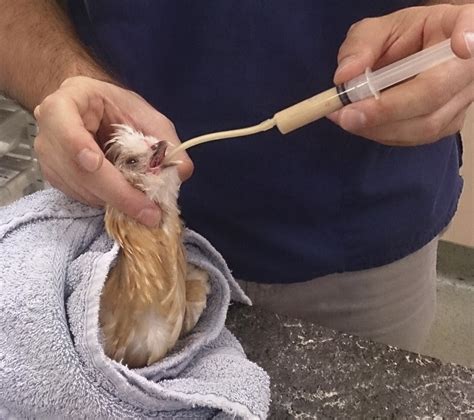 Emergencies and Critical Care of Commonly Kept Fowl .